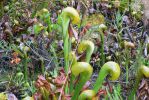 PICTURES/Oregon Coast Road - Darlingtonia Nature Site/t_P1210478.JPG